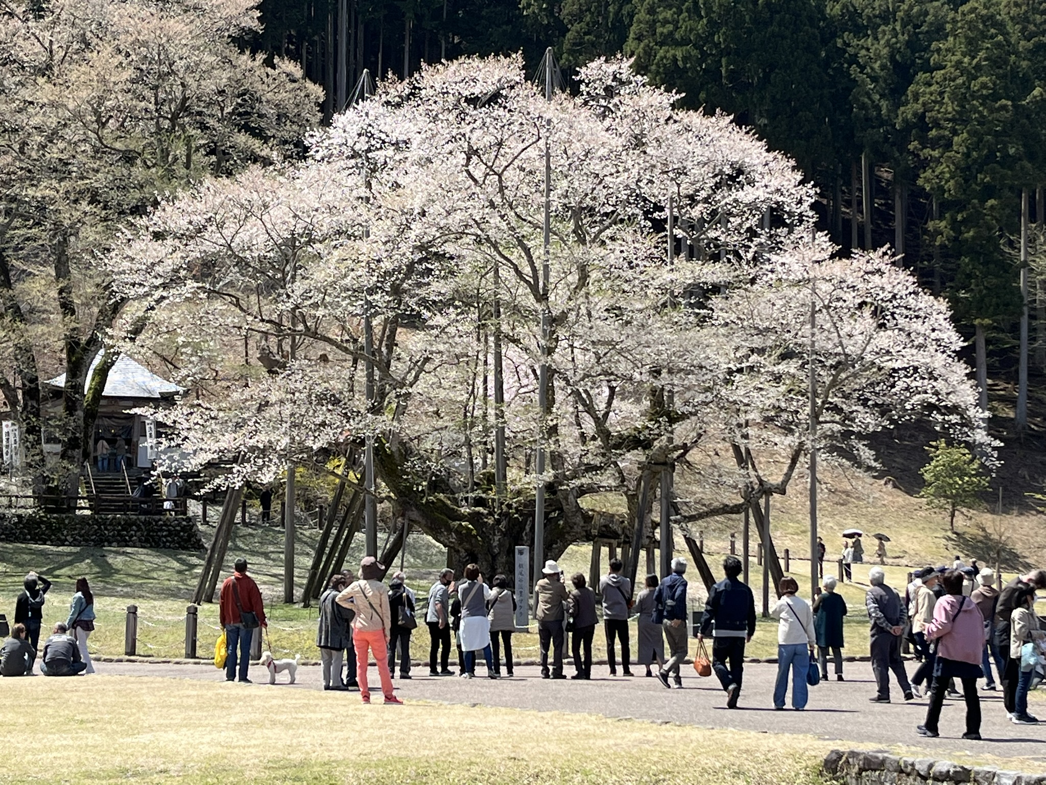 淡墨桜